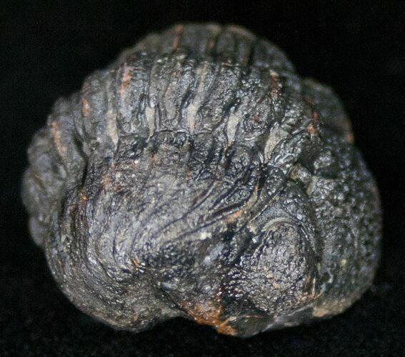Bumpy, Enrolled Barrandeops (Phacops) Trilobite #11280